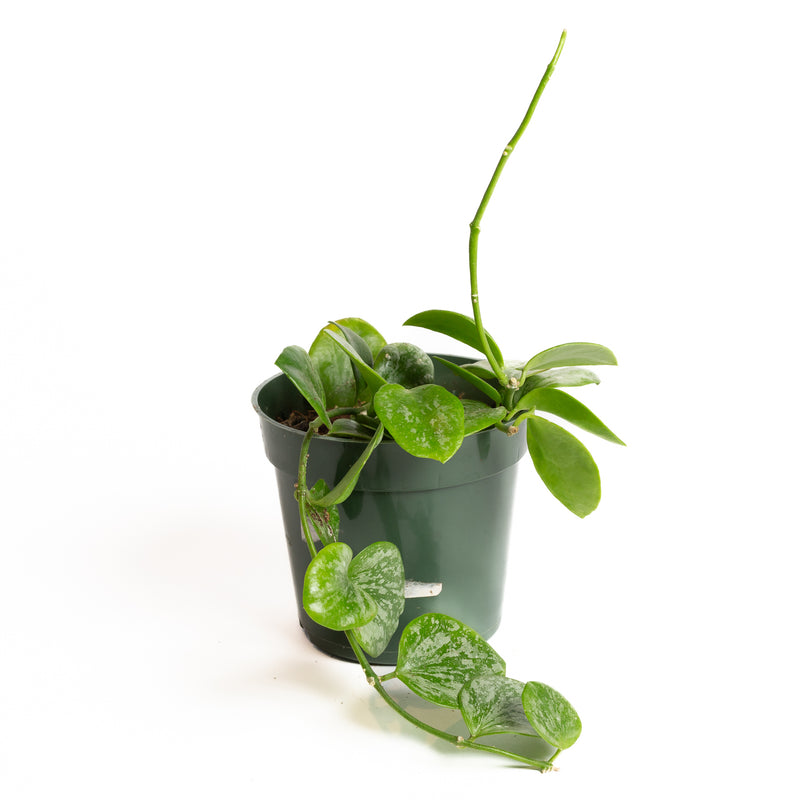 Hoya 'Biakensis' 4" - Urban Sprouts