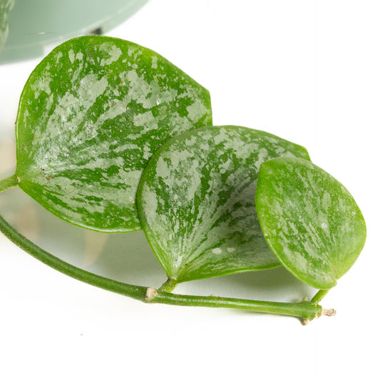 Hoya 'Biakensis' 4" - Urban Sprouts