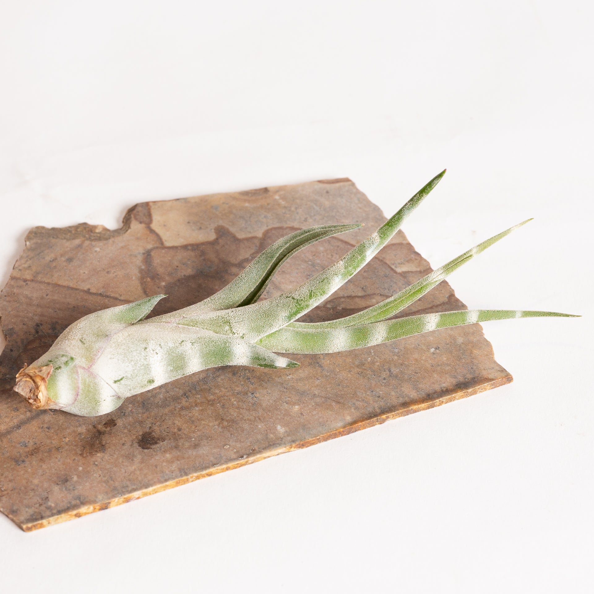 Air Plant 'Caput Medusae - White Stripe' 4-5" - Urban Sprouts