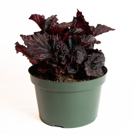 Begonia 'Etna' 8" - Urban Sprouts
