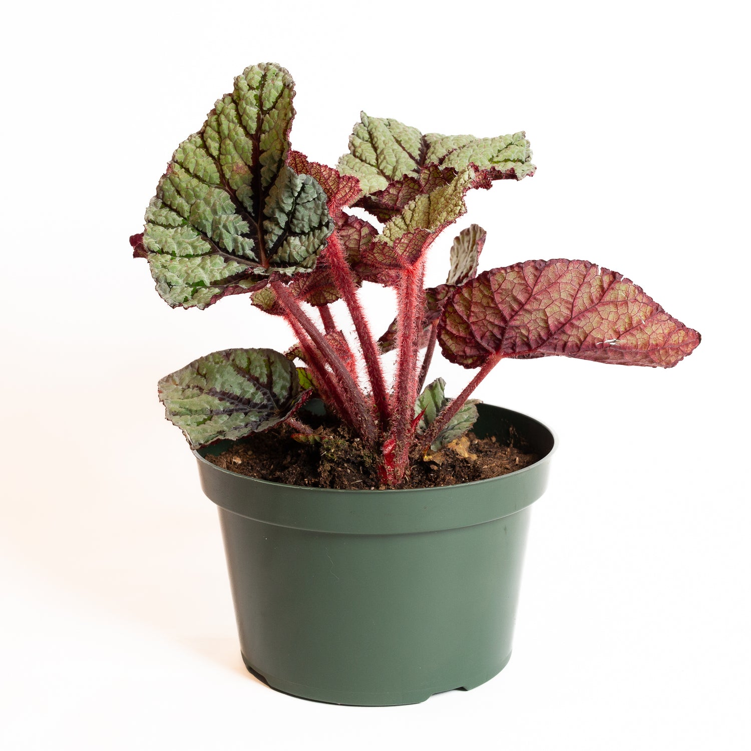 Begonia 'U400' 8" - Urban Sprouts