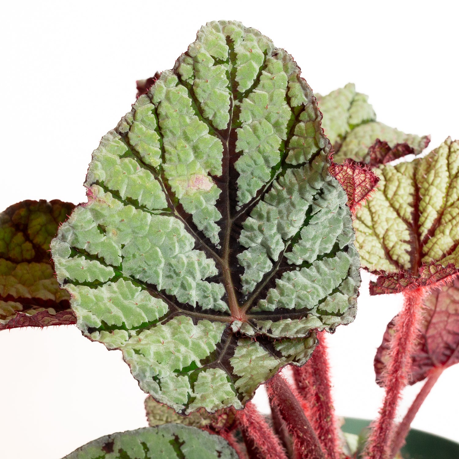 Begonia 'U400' 8" - Urban Sprouts