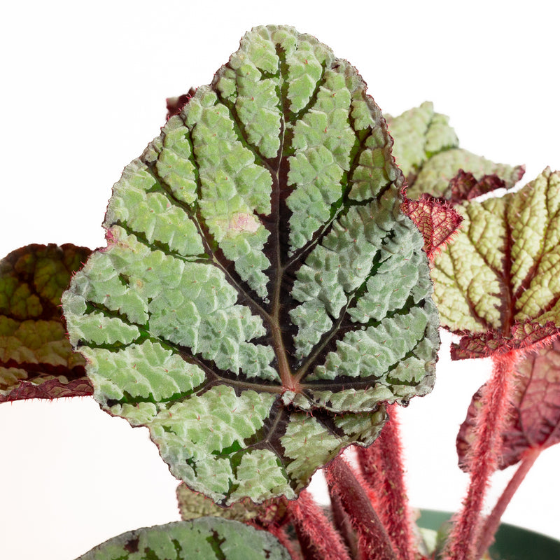 Begonia 'U400' 8" - Urban Sprouts