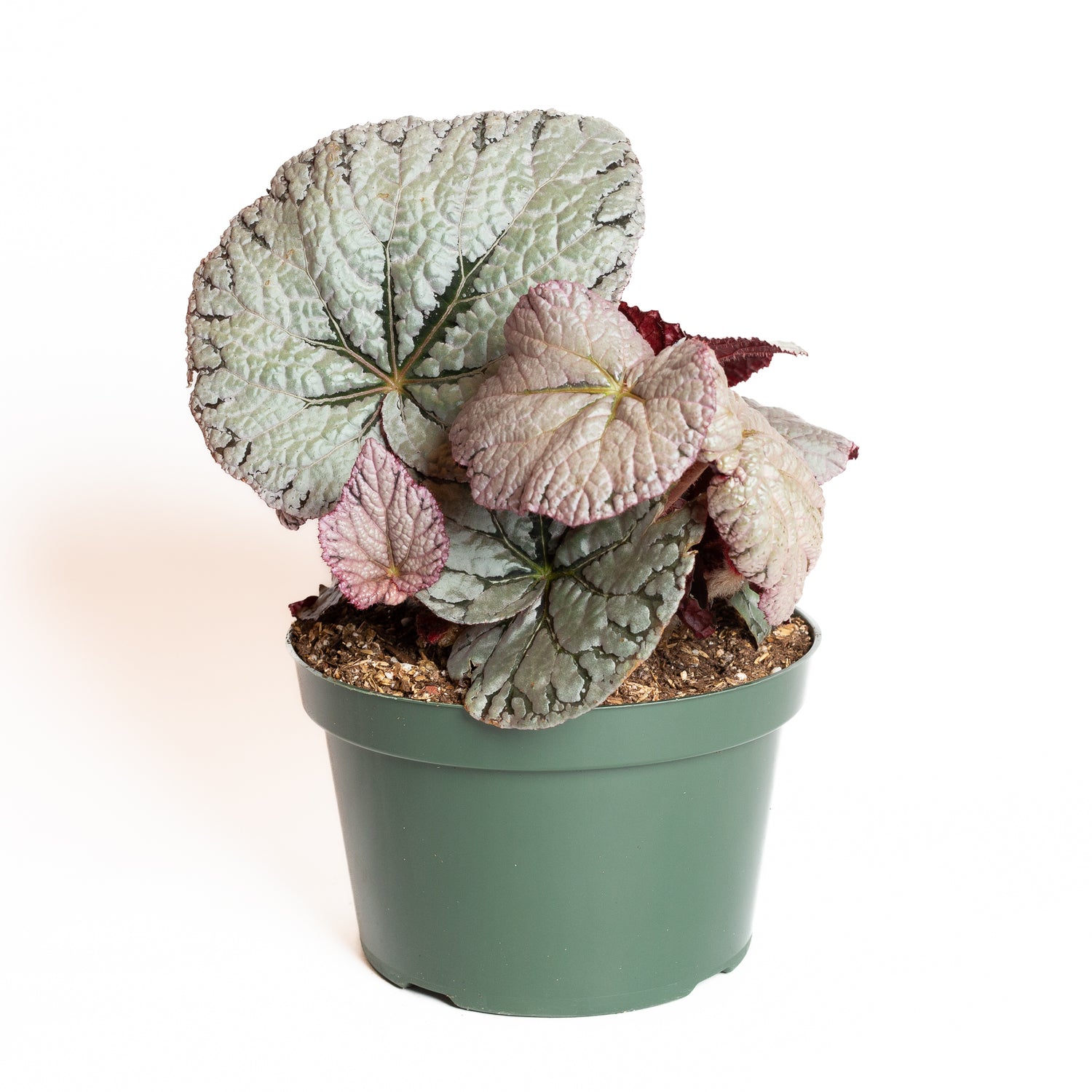 Begonia 'Silver Dollar' 8" - Urban Sprouts