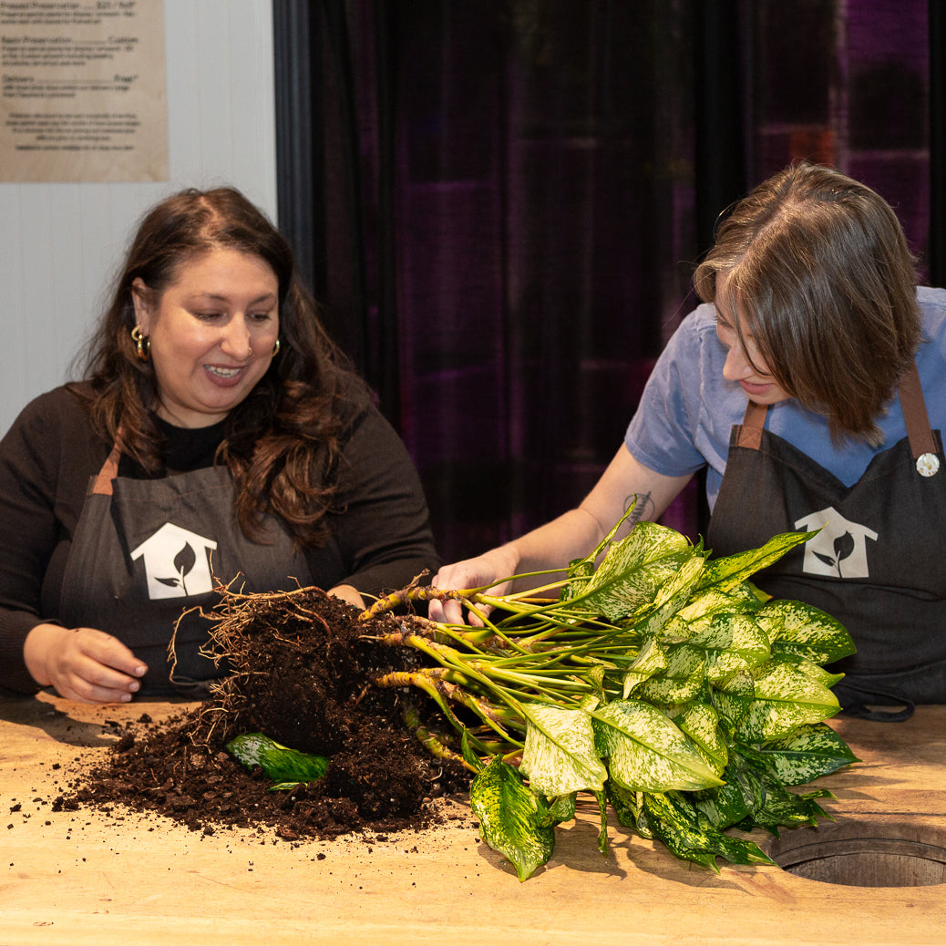 Schedule Clinic Intake - Urban Sprouts