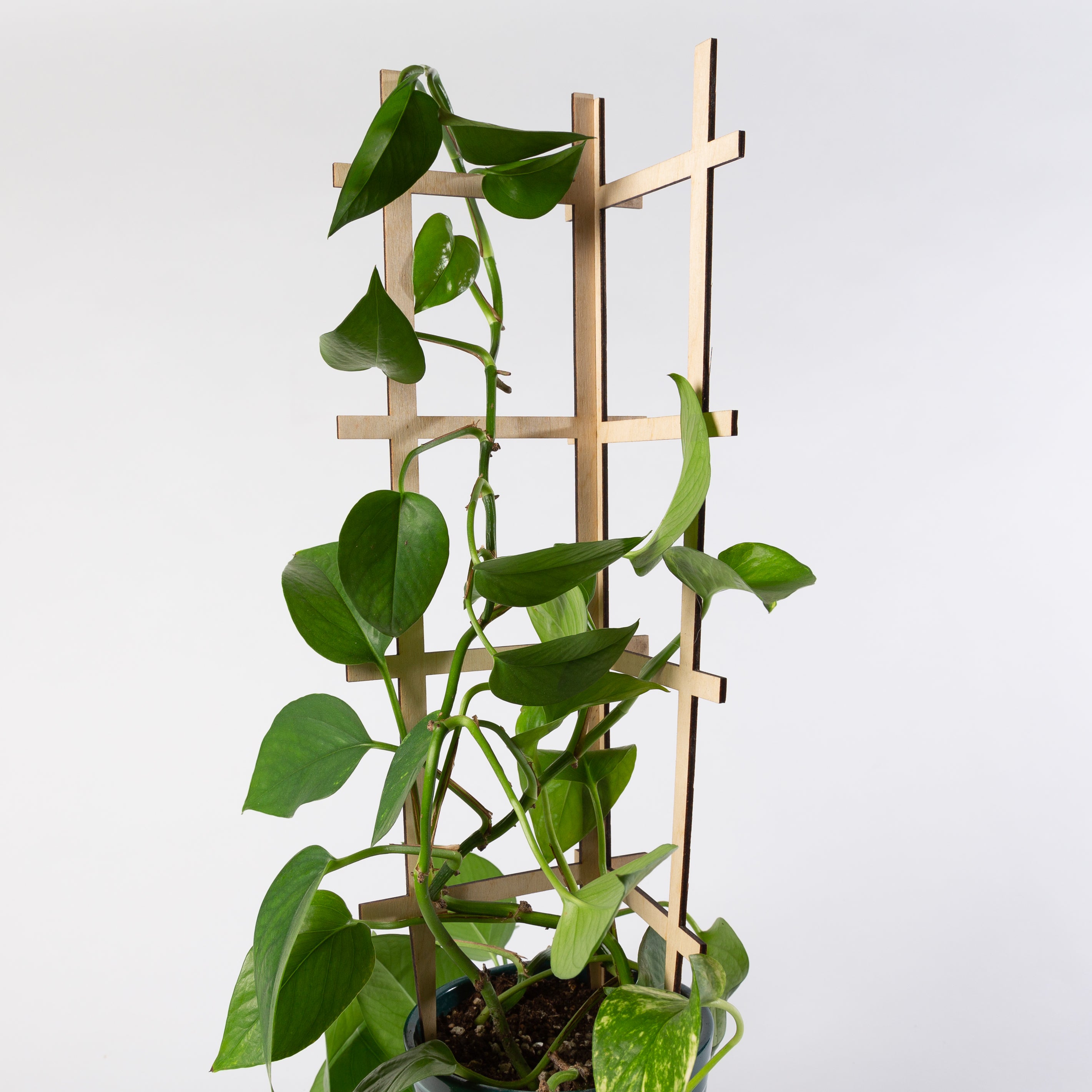 Corner Trellis - Urban Sprouts