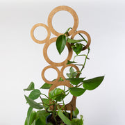Bubbles Trellis - Urban Sprouts