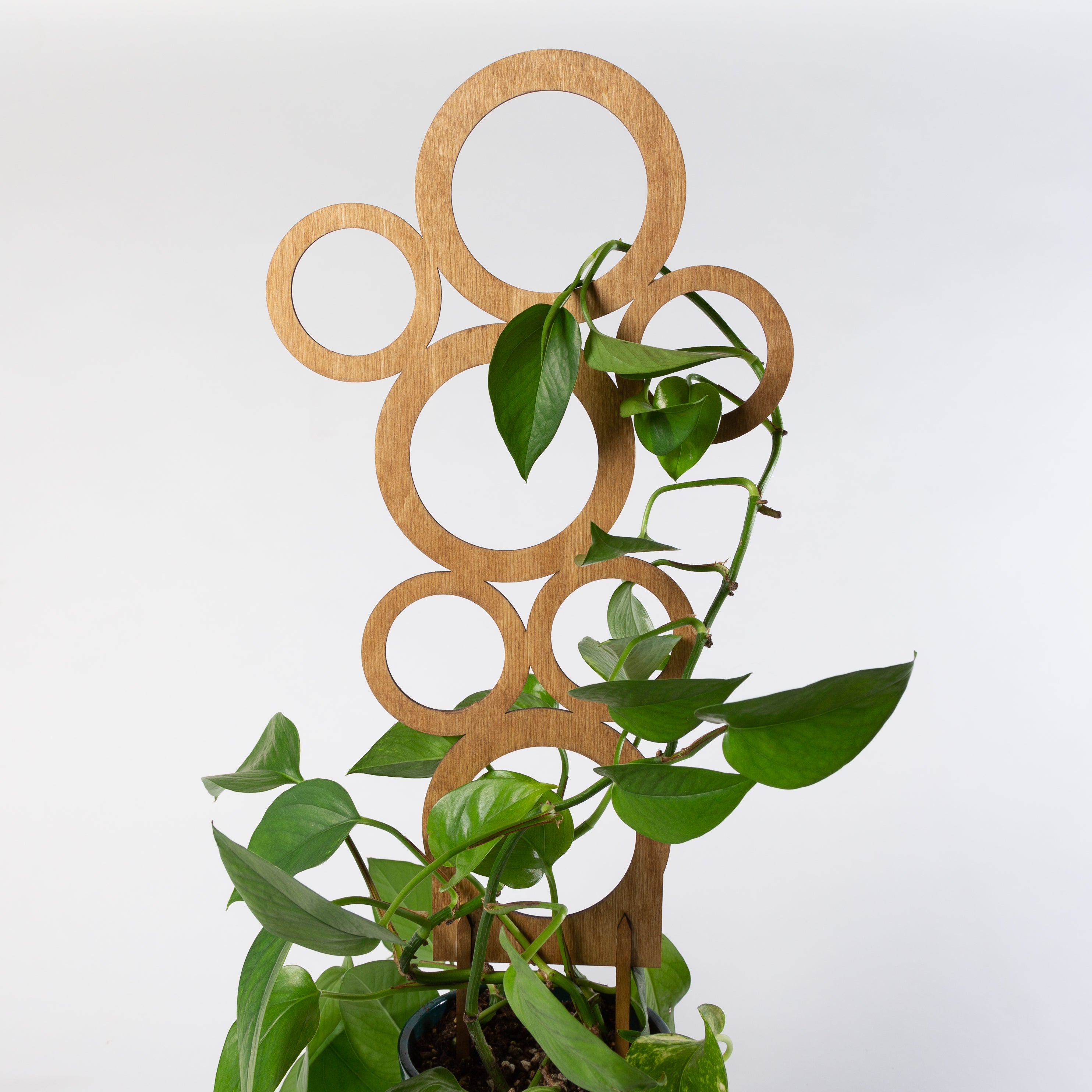 Bubbles Trellis - Urban Sprouts