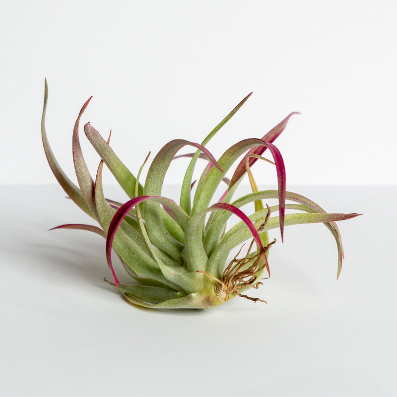 Air Plant 'Capitata - Red' 3-4" - Urban Sprouts