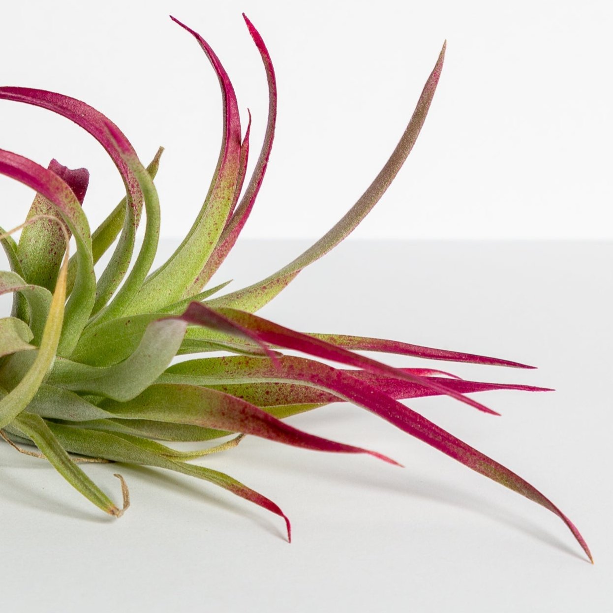 Air Plant 'Harrisii - Burgundy' 4-5"