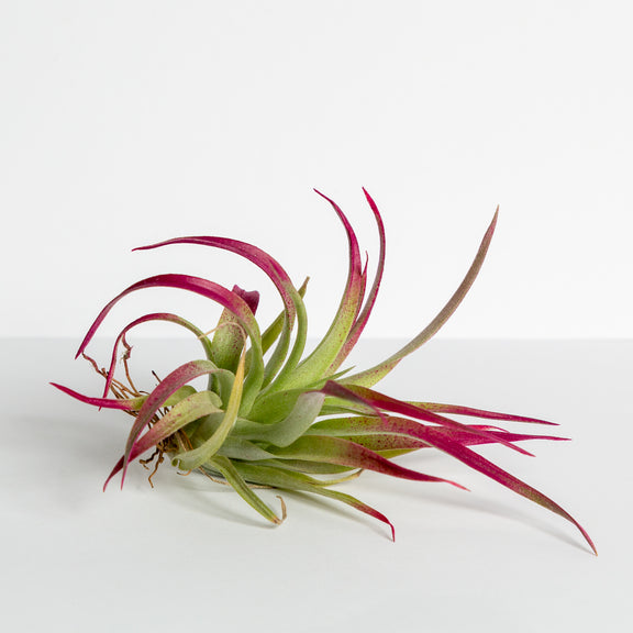 Air Plant 'Harrisii - Burgundy' 4-5" - Urban Sprouts