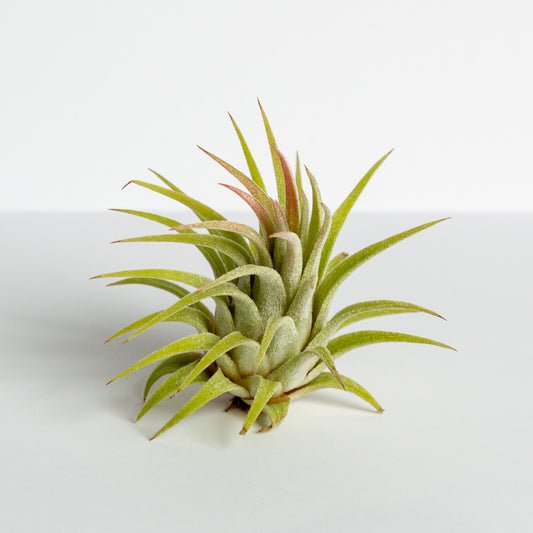 Air Plant 'Ionantha - Rubra Hardleaf' 2-3" - Urban Sprouts