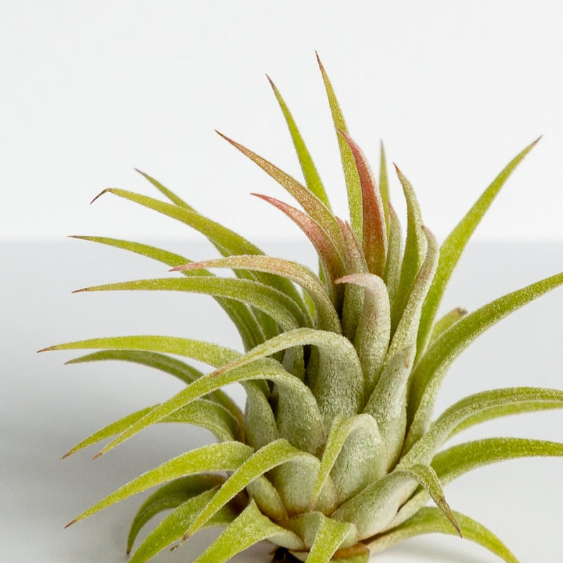 Air Plant 'Ionantha - Rubra Hardleaf' 2-3"