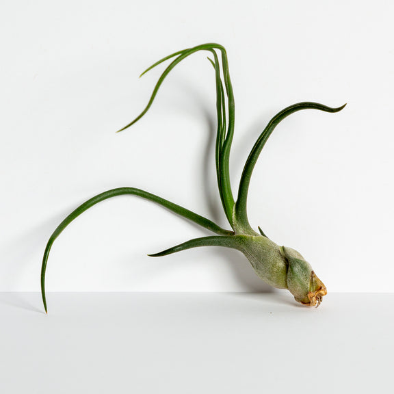 Air Plant 'Bulbosa - Guatemala' 4-5" - Urban Sprouts