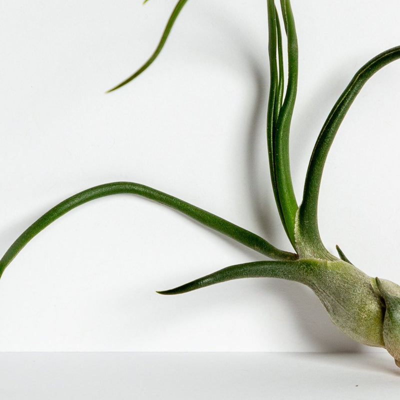 Air Plant 'Bulbosa - Guatemala' 4-5"