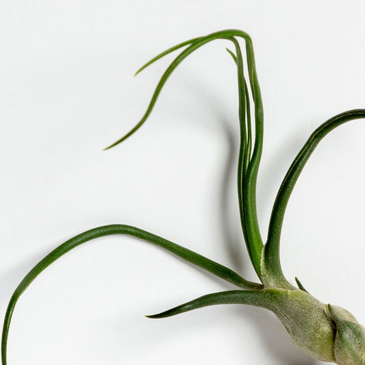 Air Plant 'Baileyi' 6-8"