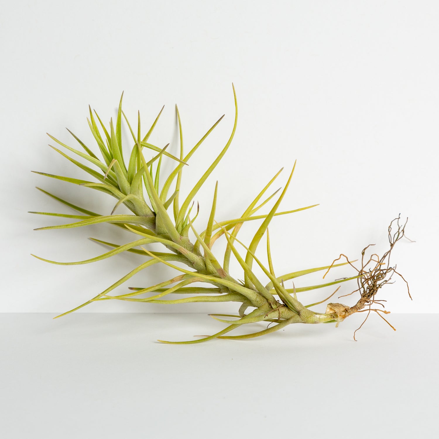 Air Plant 'Cocoensis' 2-4" - Urban Sprouts