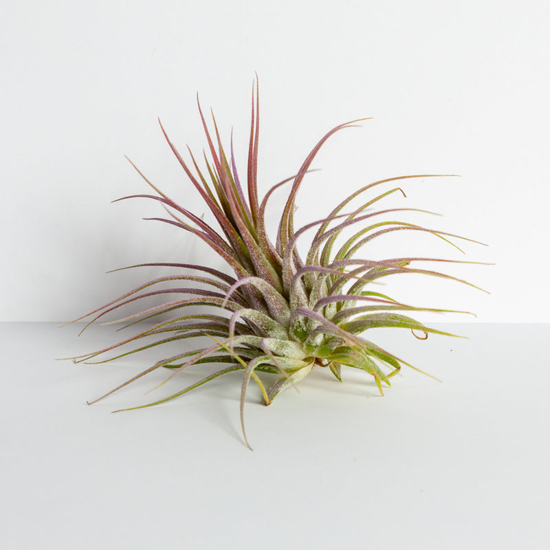 Air Plant 'Ionantha - Guatemala' 2-3" - Urban Sprouts