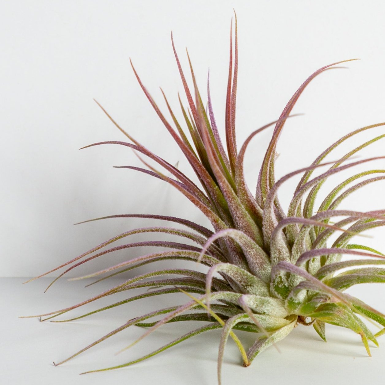 Air Plant 'Ionantha - Guatemala' 2-3"