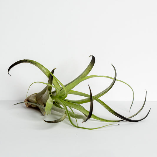 Air Plant 'Capitata - Black' 3-4" - Urban Sprouts