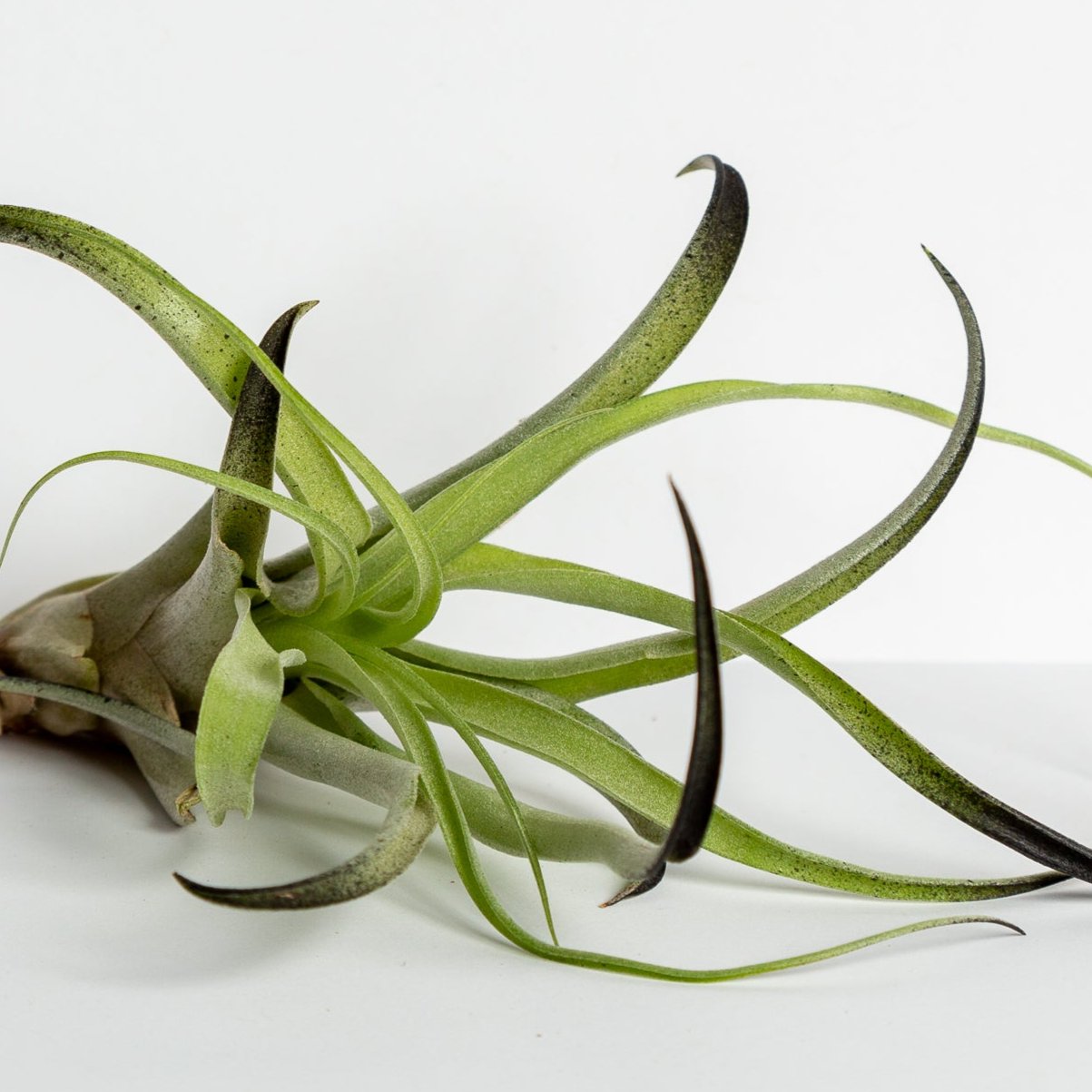 Air Plant 'Capitata - Black' 3-4"