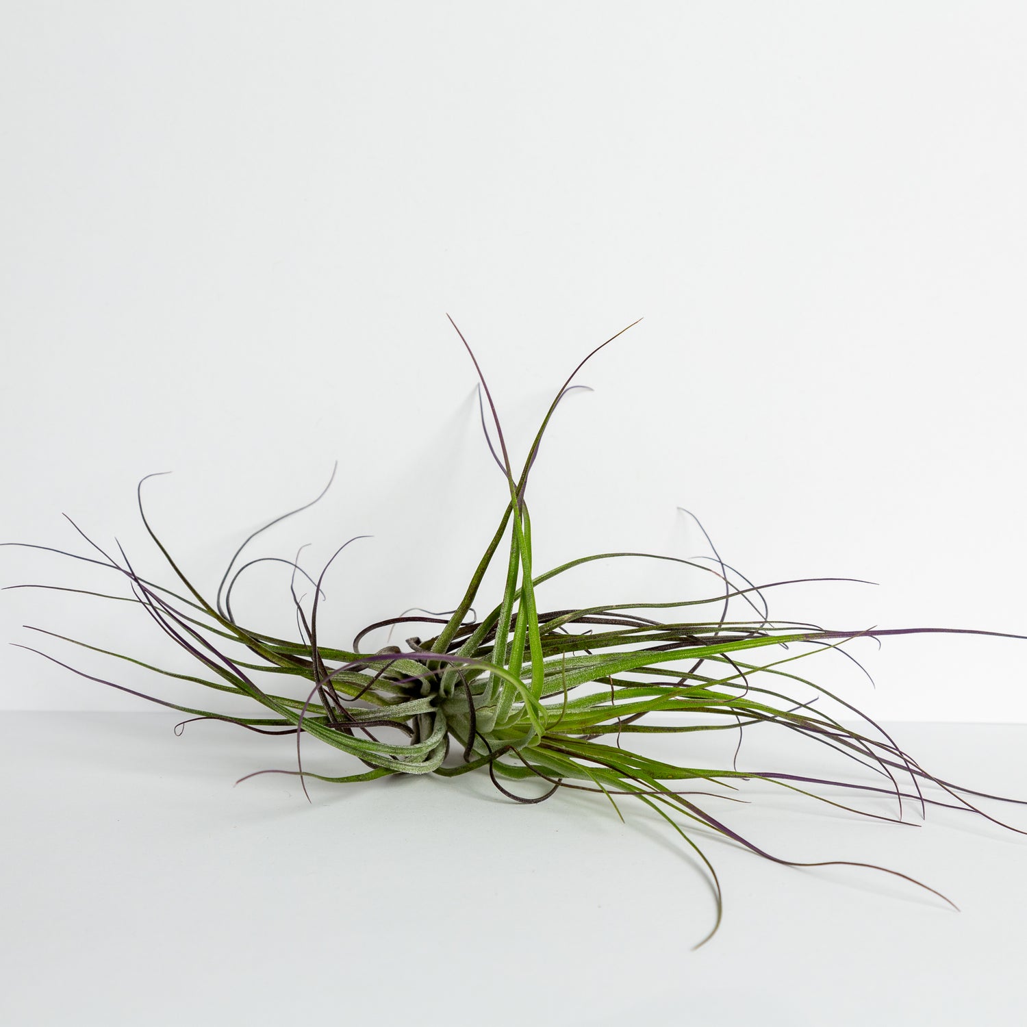 Air Plant 'Stricta - Silver' 2-3" - Urban Sprouts