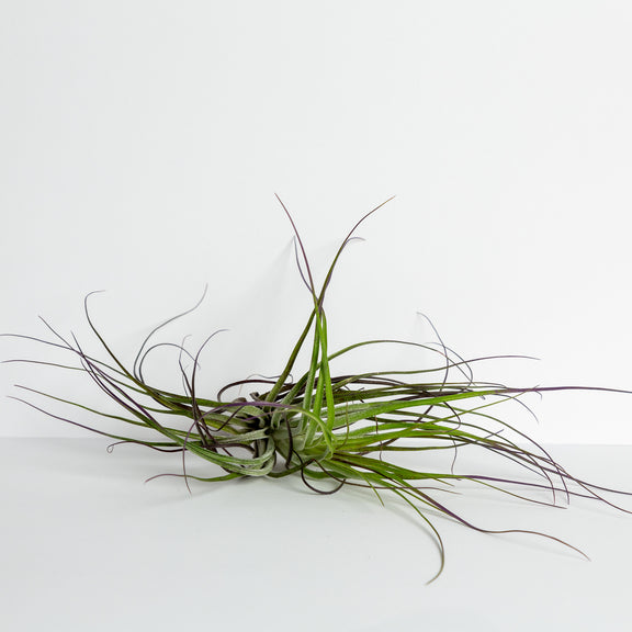 Air Plant 'Stricta - Silver' 2-3" - Urban Sprouts