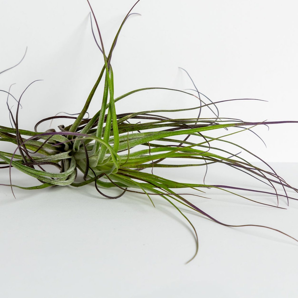 Air Plant 'Stricta - Silver' 2-3"