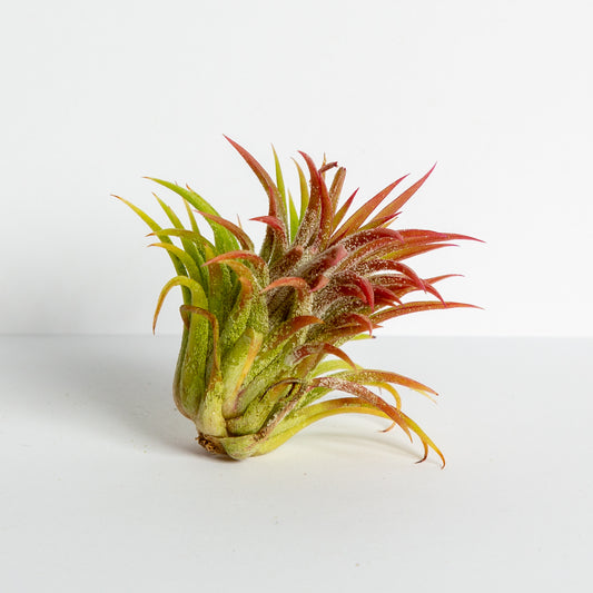 Air Plant 'Ionantha - Evolution' 2-4" - Urban Sprouts