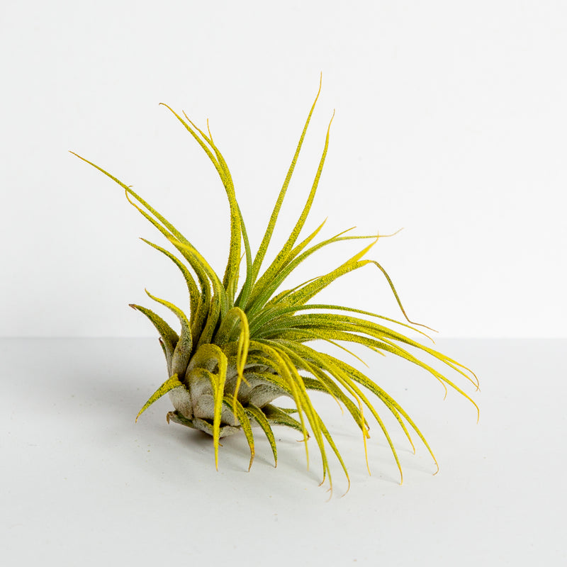 Plant 'Ionantha - Yellow' 3-4" - Urban Sprouts