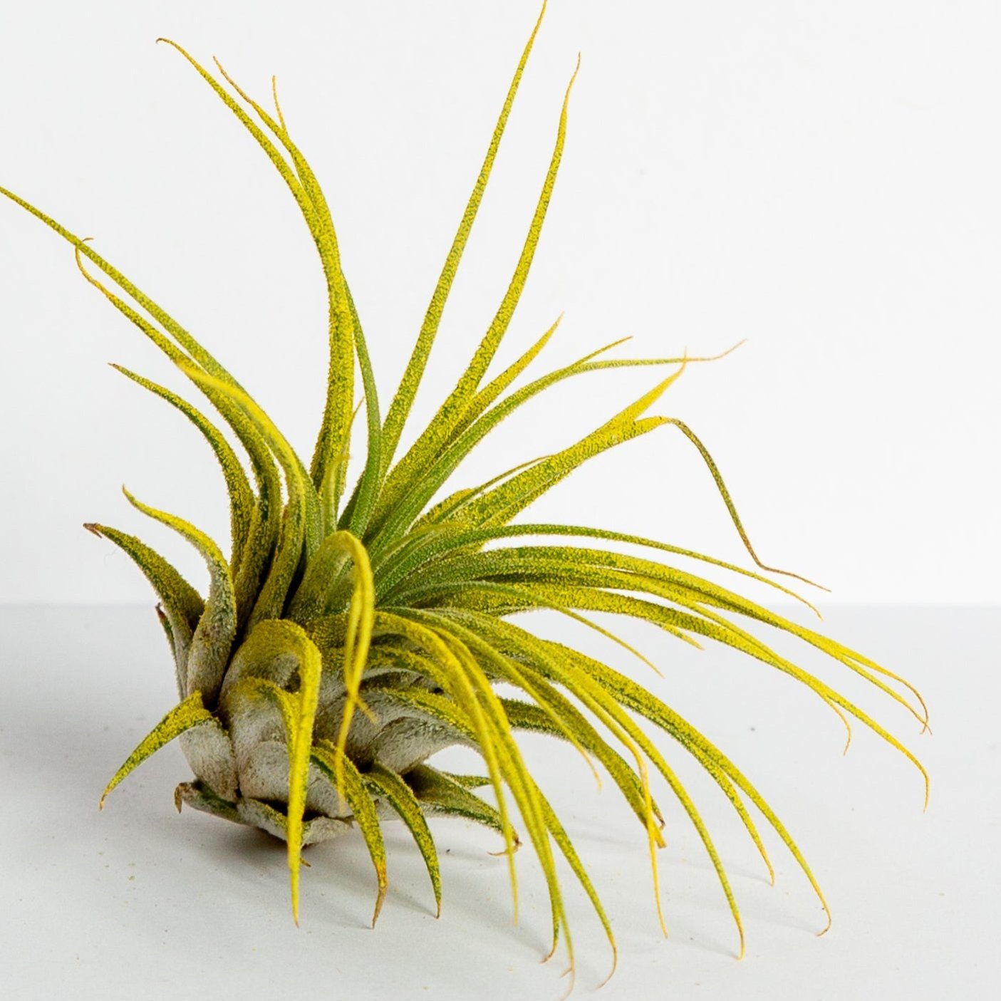Air Plant 'Ionantha - Yellow' 3-4" - Urban Sprouts