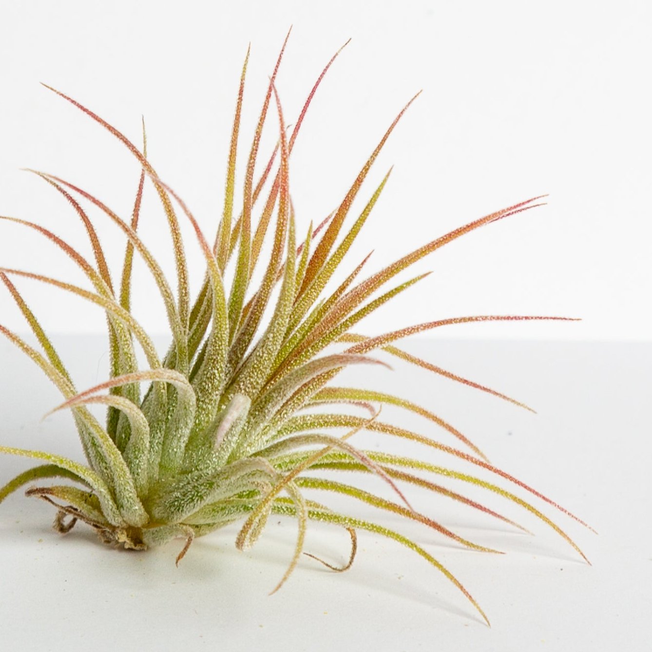 Air Plant 'Ionantha - Mexico' 2-3"