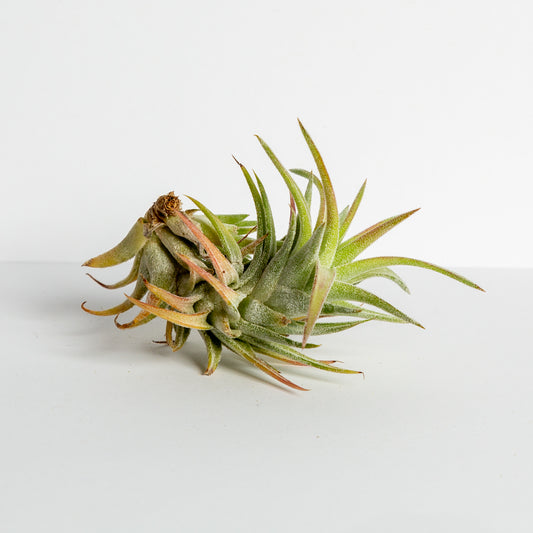 Air Plant 'Ionantha - Vanhyningii ' 3-4" - Urban Sprouts