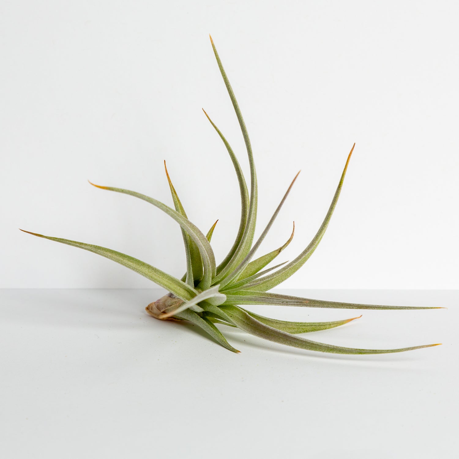 Air Plant 'Capitata - Guzmanoides' 2-3" - Urban Sprouts