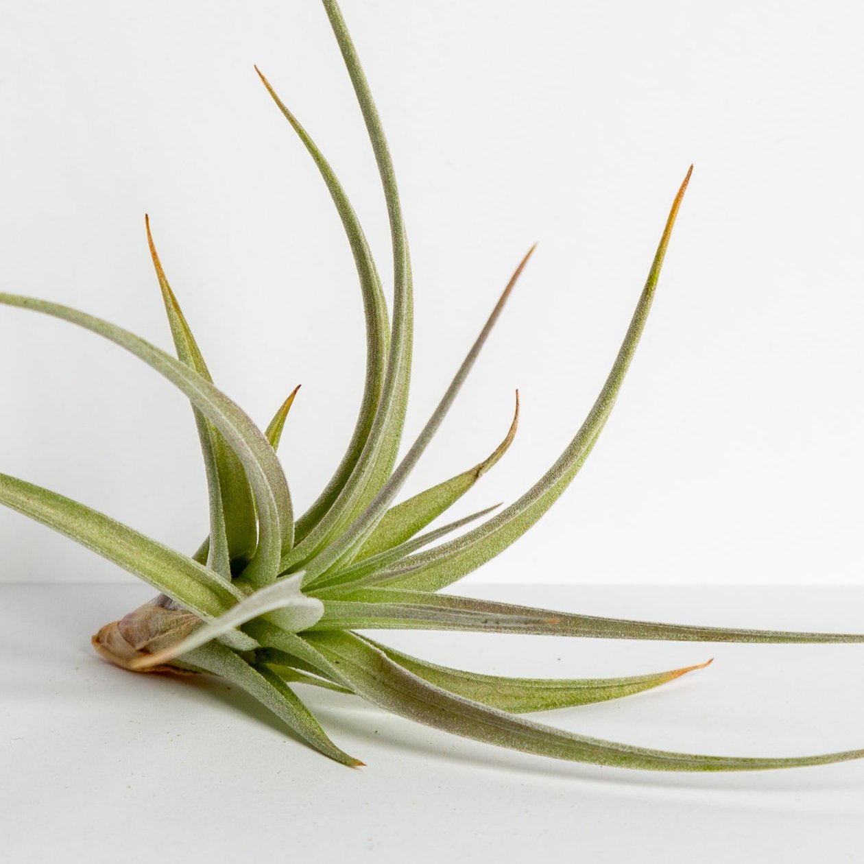 Air Plant 'Capitata - Guzmanoides' 2-3"