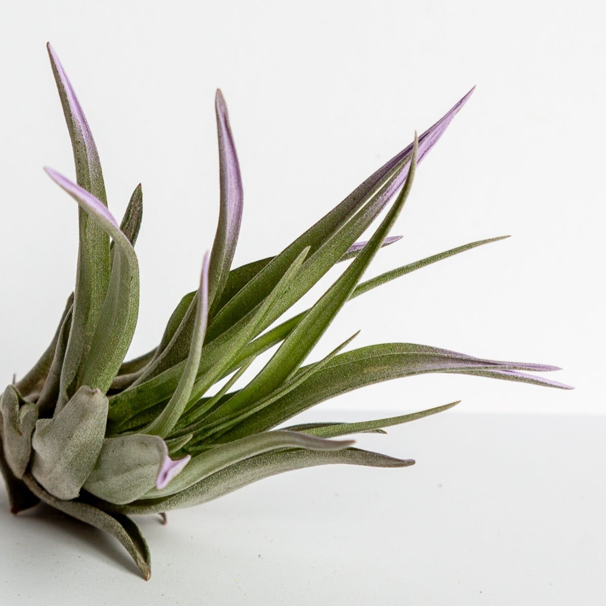 Air Plant 'Velutina - Lavender Mist' 3-4"