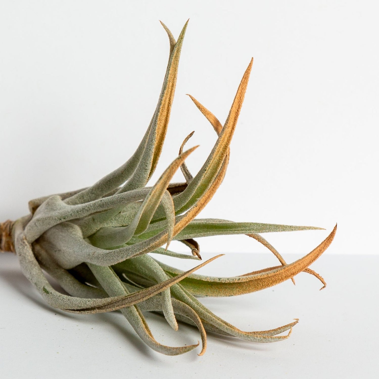 Air Plant 'Harrisii - Terra Cotta' 2-3"