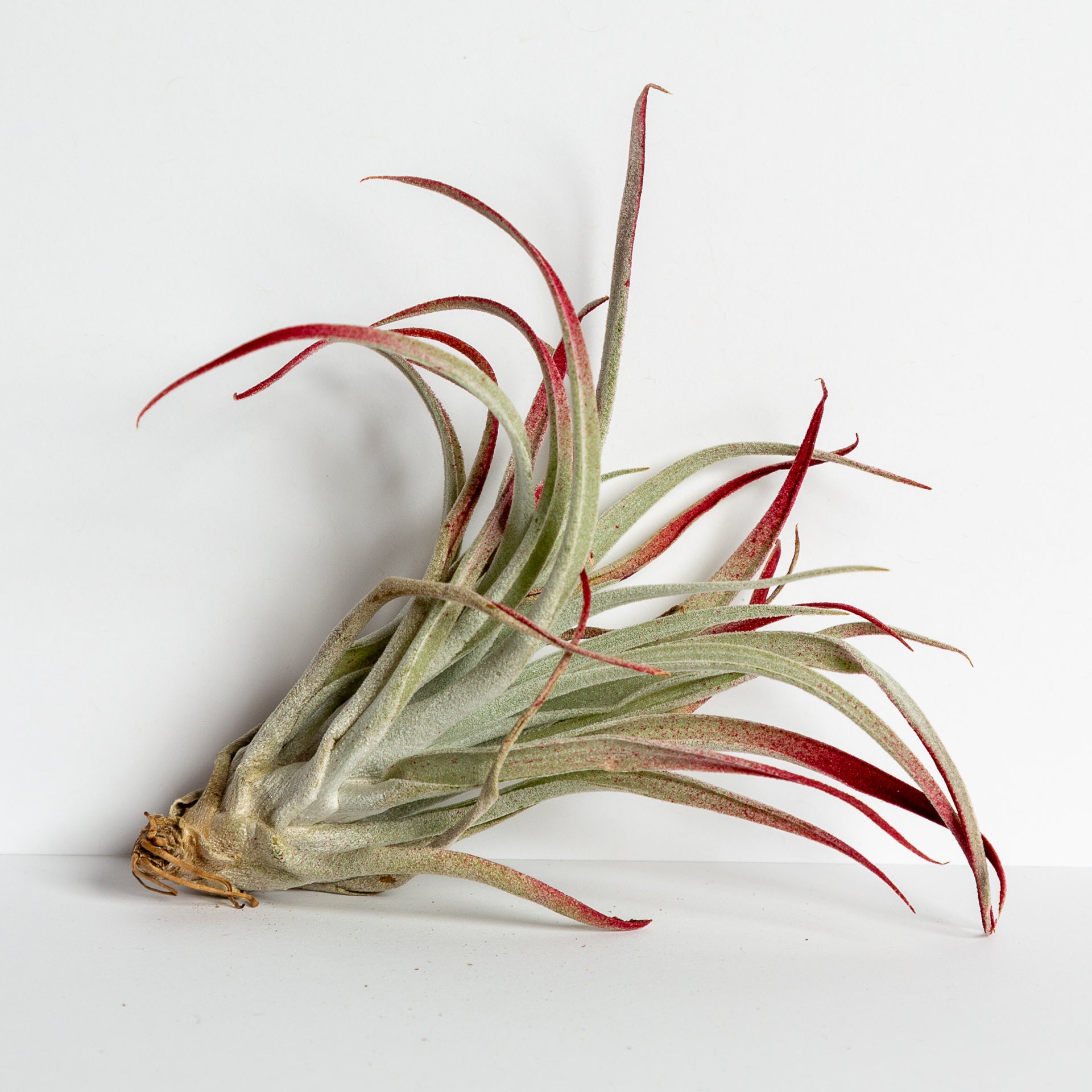 Air Plant 'Harrisii - Red' 4-5" - Urban Sprouts