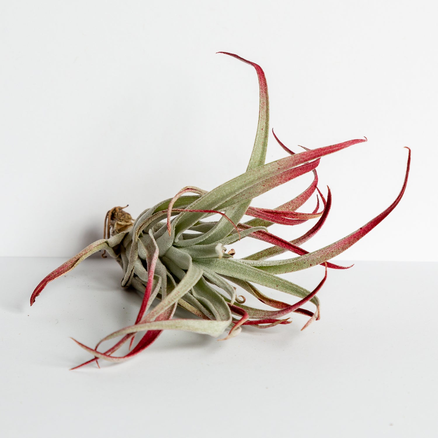 Air Plant 'Harrisii - Red' 4-5" - Urban Sprouts