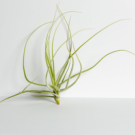 Air Plant 'Schiedeana - White' 5-7" - Urban Sprouts