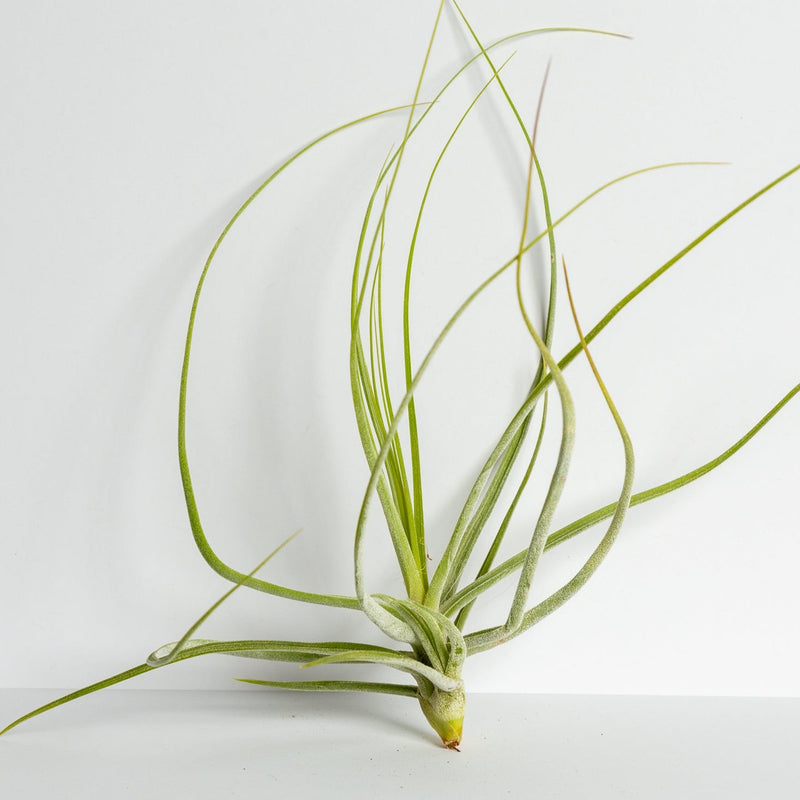 Air Plant 'Schiedeana - White' 5-7"