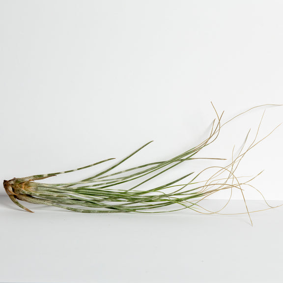 Air Plant 'Juncea - White Stripe' 6-8" - Urban Sprouts