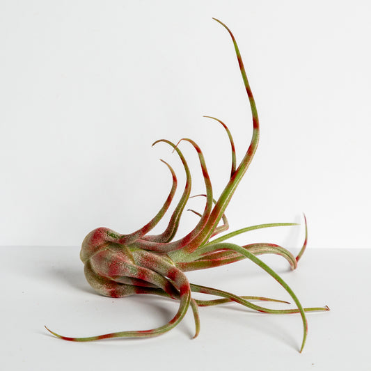 Air Plant Tillandsia caput-medusae 4-5" Red Stripe - Urban Sprouts