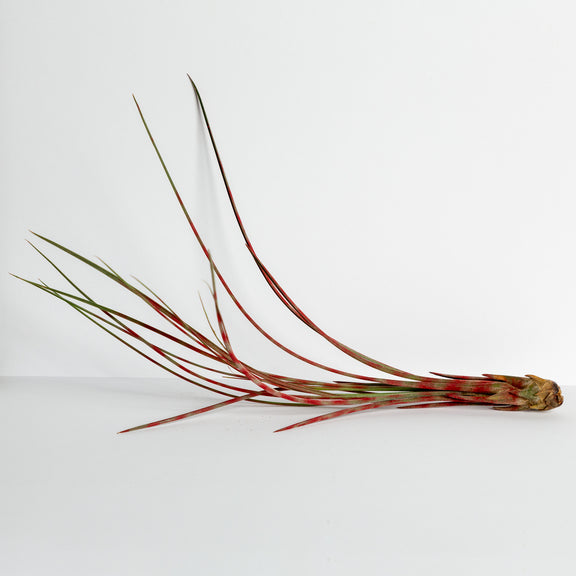 Air Plant 'Juncea - Red Stripe' 6-8" - Urban Sprouts