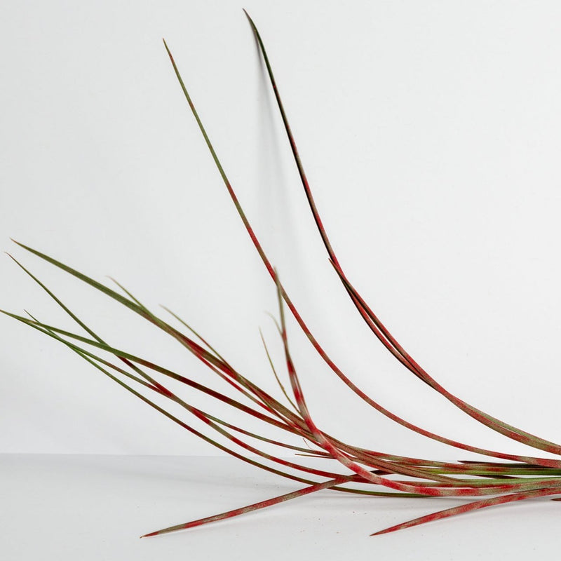 Air Plant 'Juncea - Red Stripe' 6-8"