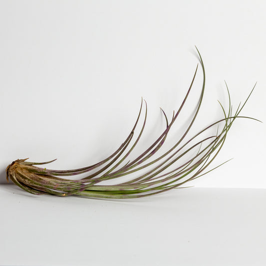 Air Plant 'Juncea - Purple Stripe' 6-8" - Urban Sprouts