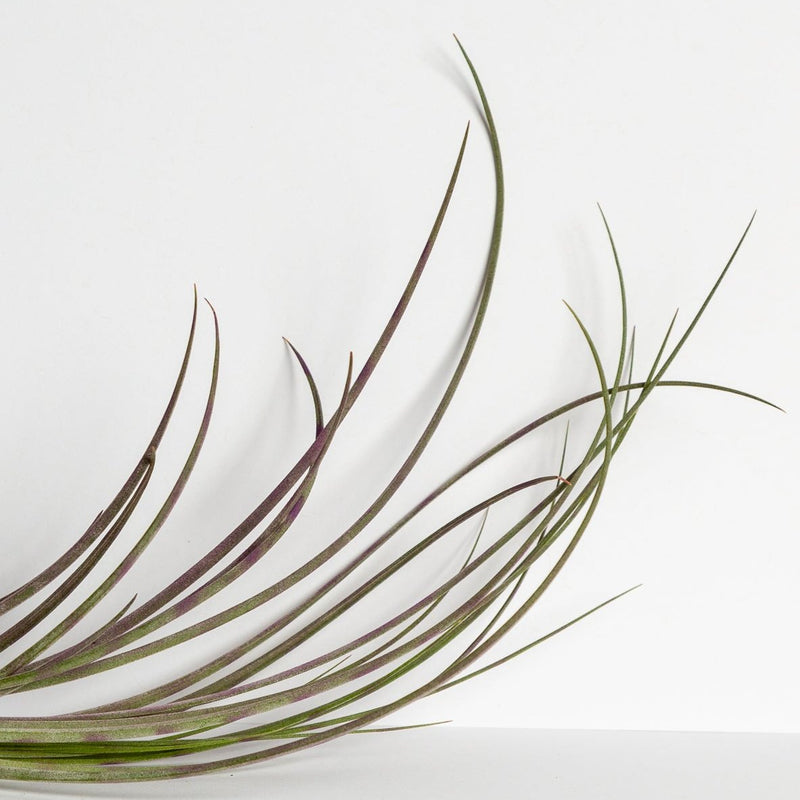 Air Plant 'Juncea - Purple Stripe' 6-8"