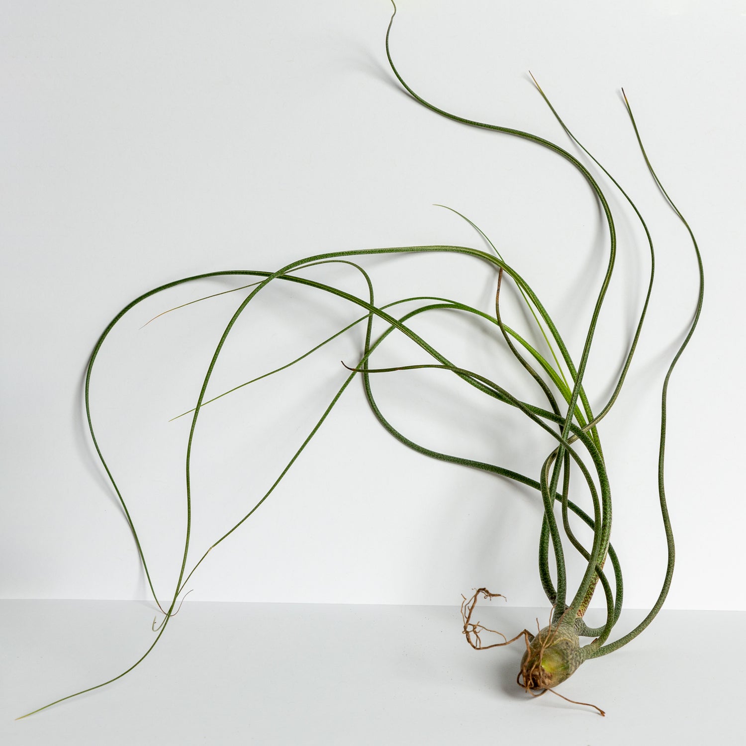 Air Plant 'Butzii' 7-10" - Urban Sprouts