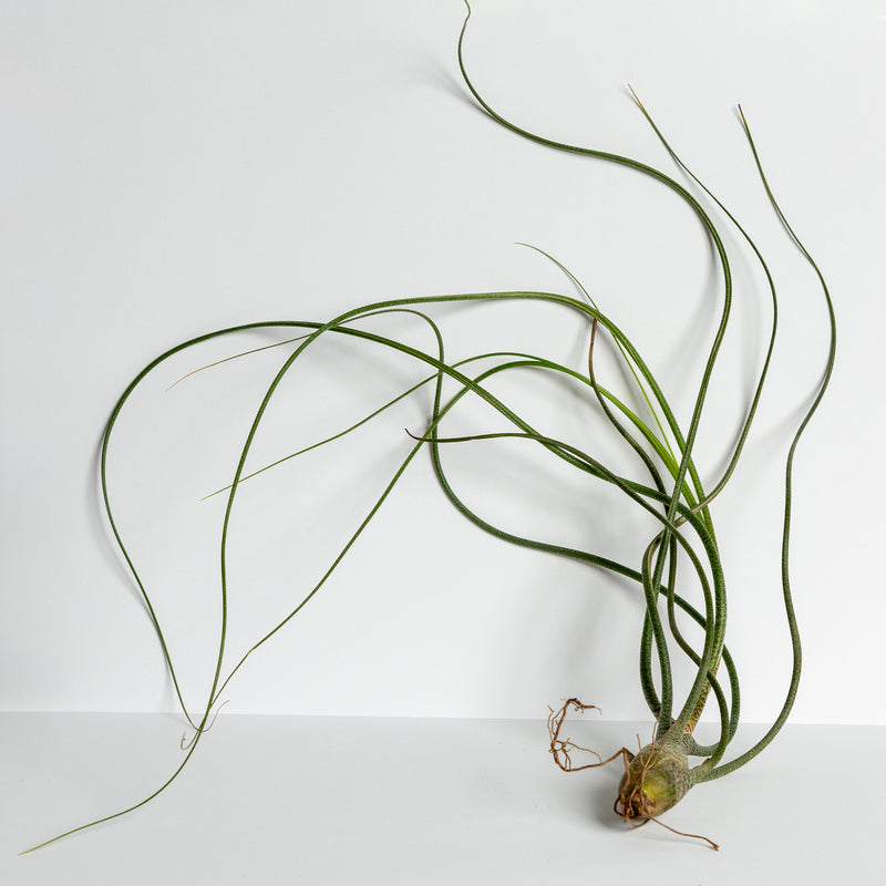 Air Plant 'Butzii' 7-10" - Urban Sprouts