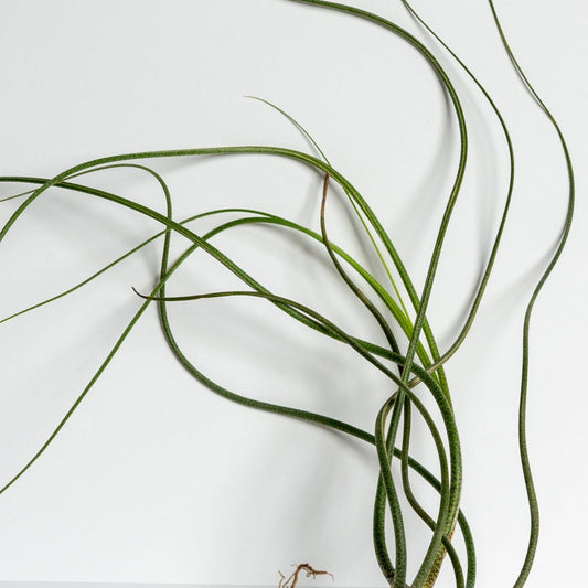 Air Plant 'Butzii' 7-10"